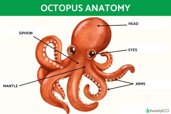 Octopus Anatomy - Body Parts of an Octopus