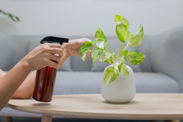Why Is My Pothos Not Growing Much? - Overwatering