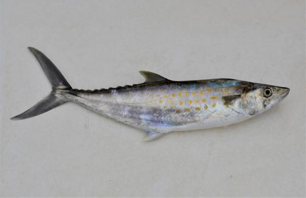 What Is a Pelagic Fish? - Pacific sierra