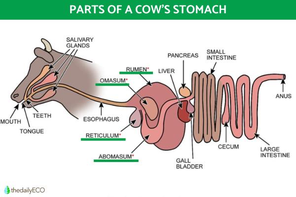 Parts of a Cow's Stomach and Their Functions