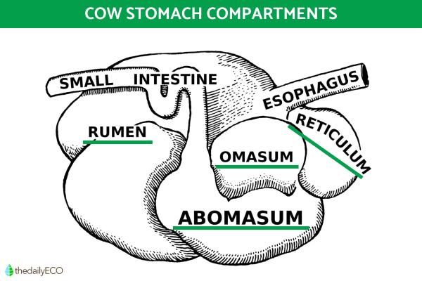 Parts of a Cow's Stomach and Their Functions - Parts of a cow stomach