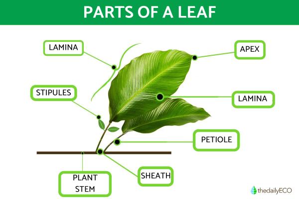 Parts of a Leaf Diagram and Functions
