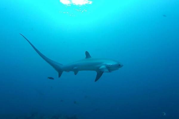 Sharks in Danger of Extinction - Pelagic thresher (Alopias pelagicus)