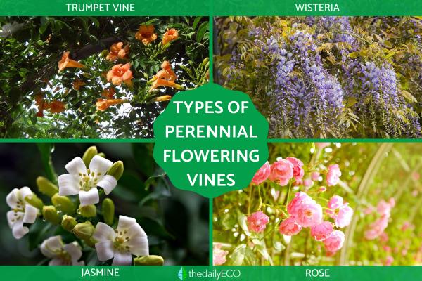 Perennial Flowering Vines - Floral Vine Types