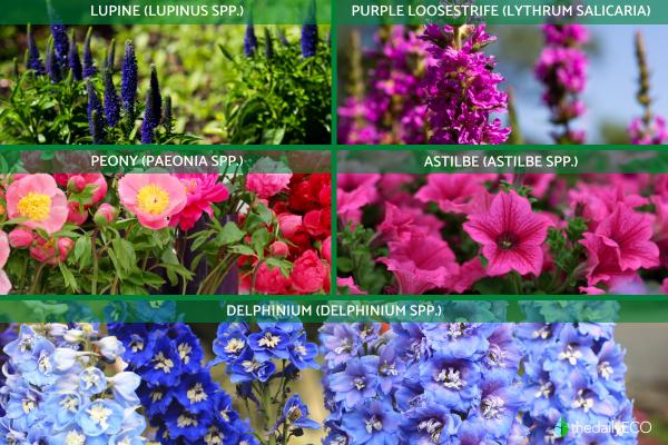 What Are Herbaceous Plants? - Perennial herbaceous plants