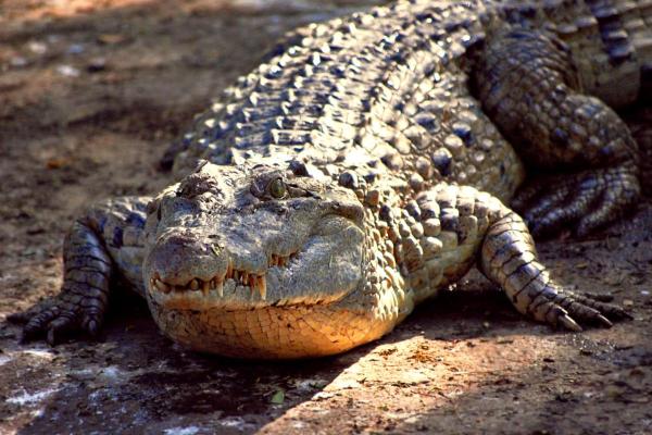 Crocodile Species in Danger of Extinction - Philippine crocodile