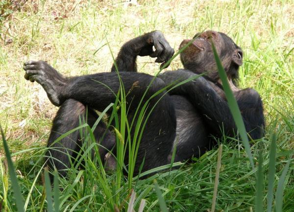 How Similar Are Humans and Chimpanzees? - Physical similarities