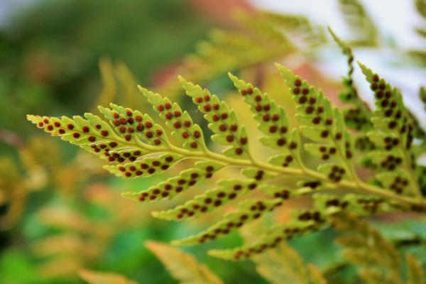 What Are Spores? - Definition, Functions & Types - Plant spores