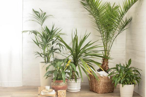 How to Keep Your House Cool in the Summer Without AC - Plants and vegetation