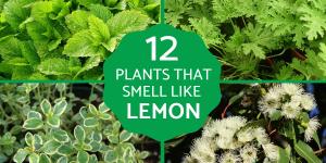 Plants That Smell Like Lemon