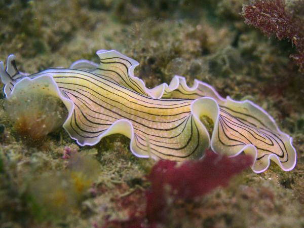 Invertebrate Animals - Examples and Characteristics - Platyhelminthes