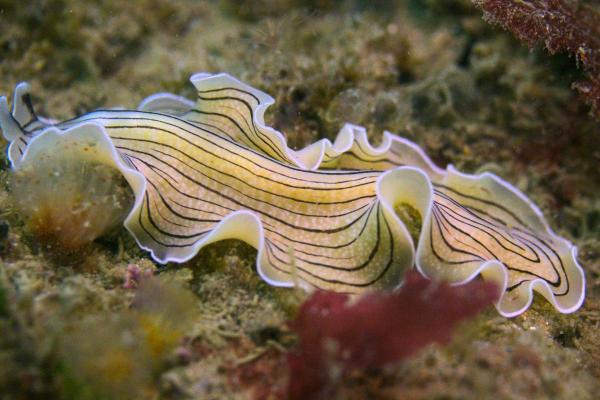 Platyhelminthes Characteristics and Examples