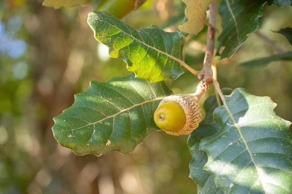 Types of Spanish Trees - With Photos - Portuguese oak (Quercus faginea)