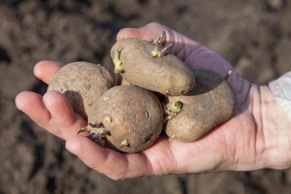 What Are Tubers in Plants? - Potato