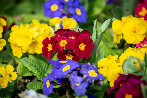 10 Flowers That Bloom in May - Primrose (Primula polyantha)