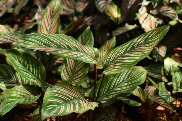 How to Care for Pinstripe Calathea - Propagation of Pinstripe Calathea