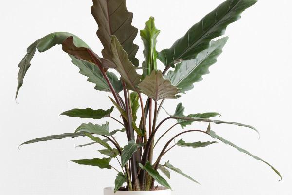 Types of Alocasia Plants - Purple sword (Alocasia lauterbachiana)