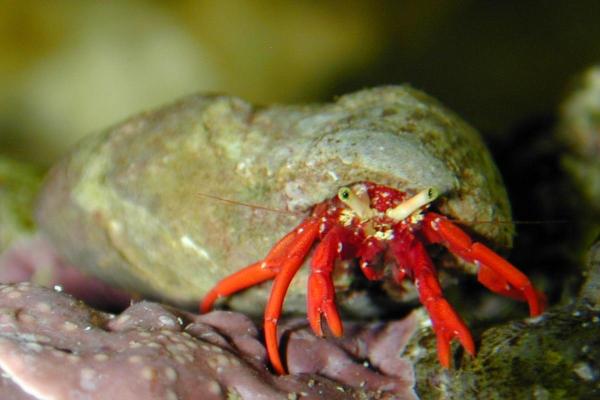 Types of Crabs - Different Crab Species - Red reef hermit crab (Paguristes Cadenati)