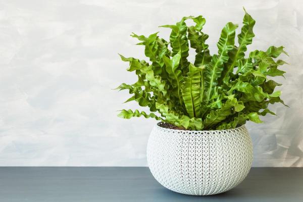 Bird's-Nest Fern Care Guide - Reproduction for Bird's Nest Ferns