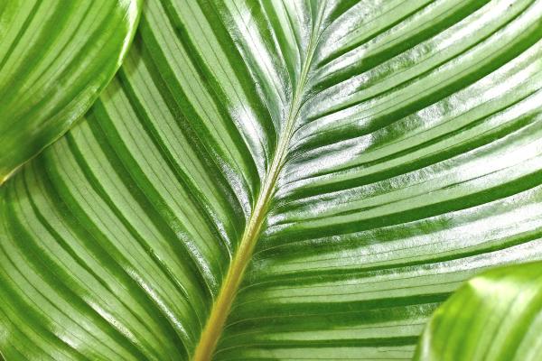 How to Care for Calathea Orbifolia - Reproduction of Calathea orbifolia