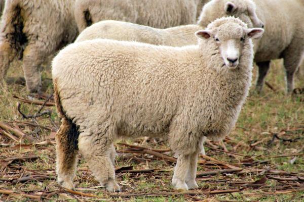 Different Kinds of Sheep Breeds - Romney sheep