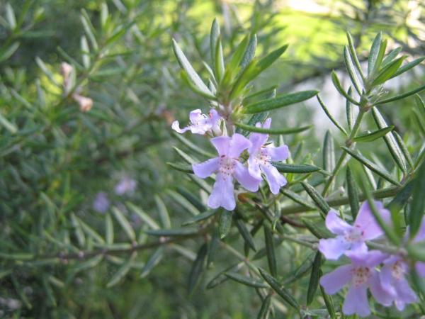 Plants That Repel Mosquitoes - Rosemary (Salvia Rosmarinus)