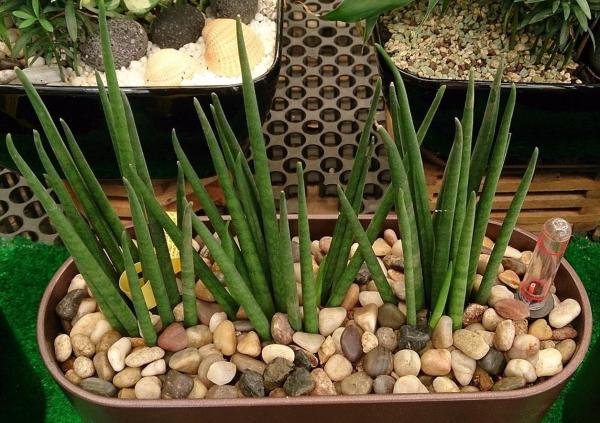 Types of Snake Plant - Sansevieria Varieties - Sansevieria bacularis