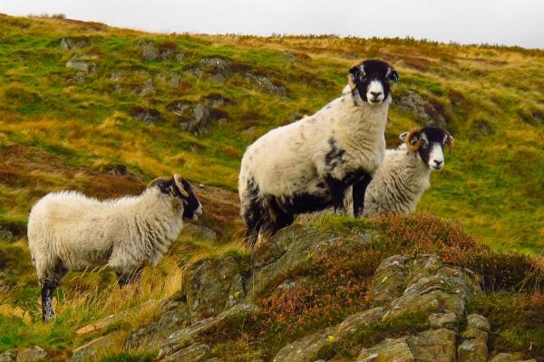 Different Kinds of Sheep Breeds - Scottish Blackface sheep