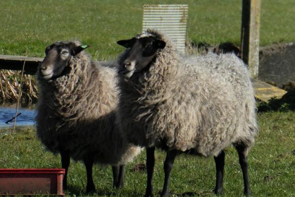Different Kinds of Sheep Breeds - Shetland sheep