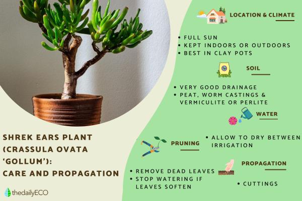 Shrek Ears Plant - Caring for Crassula Ovata ‘Gollum’