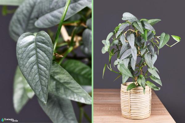 Different Pothos Plant Varieties - Silver Pothos or Pothos pinnatum Cebu Blue
