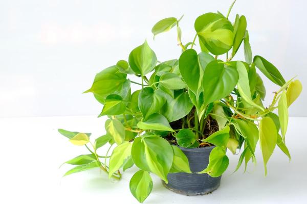Heartleaf Philodendron Plant Care Guide - Soil and fertilizer for heartleaf philodendron plants