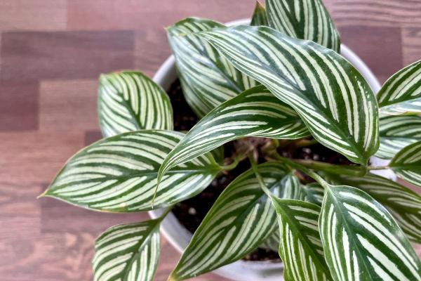 How to Care for Pinstripe Calathea - Soil requirements for Pinstripe Calathea