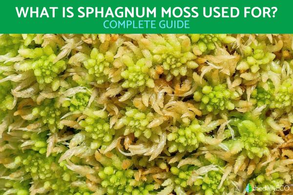Sphagnum Moss Uses for Plants