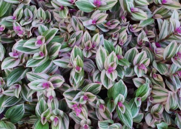 Indoor Plants That Grow in Water - Spiderwort (Tradescantia)