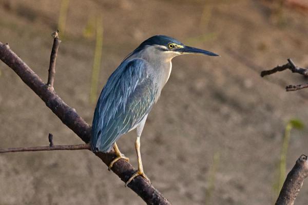 Types of Heron Birds - Striated heron