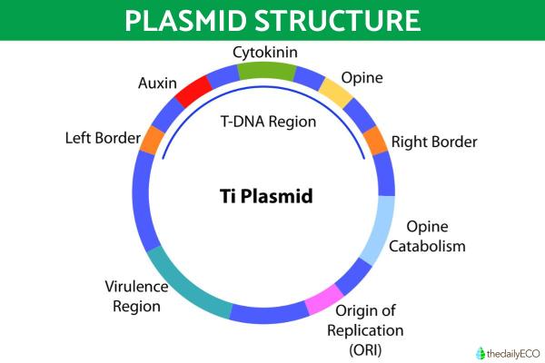 What Are Plasmids and What Do They Do? - Structure of plasmids