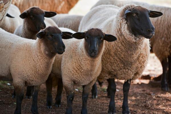 Different Kinds of Sheep Breeds - Suffolk sheep