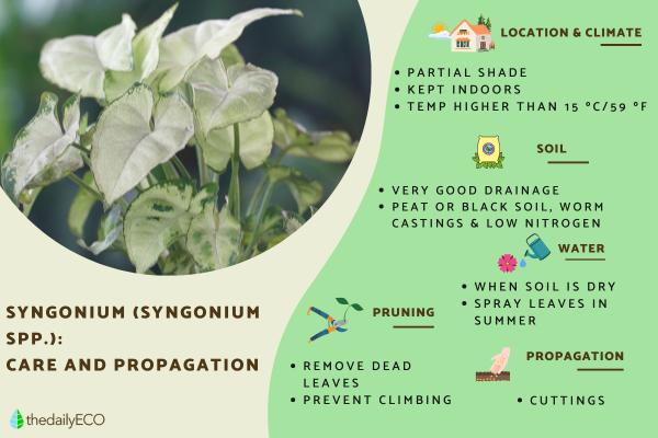 Syngonium Plant Care and Propagation