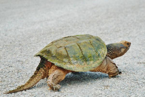 Parts of a Turtle - Tail