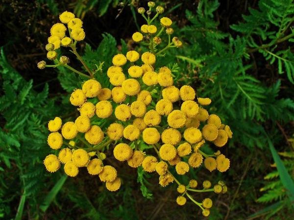 Plants That Repel Mosquitoes - Tansy (Tanacetum vulgare)