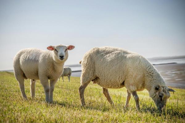 Different Kinds of Sheep Breeds - Texel sheep