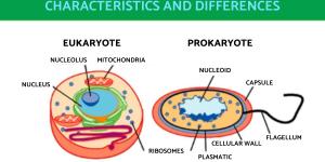 The Difference Between Eukaryotic and Prokaryotic Cells