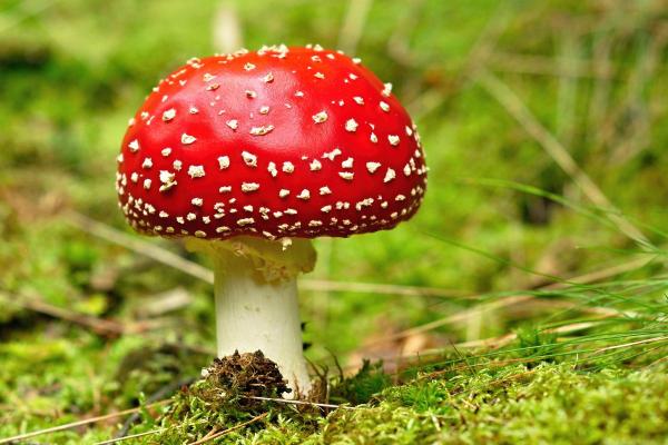 10 Fun Fungi Facts - There are toxic and even deadly species