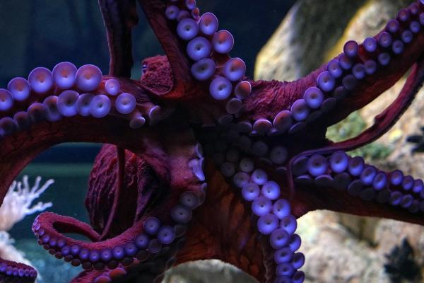 Fun Facts About Octopuses You Didn’t Know - They have eight arms, not tentacles