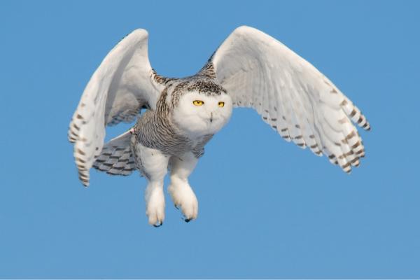 10 Fun and Weird Facts About Owls - They practice asynchronous hatching