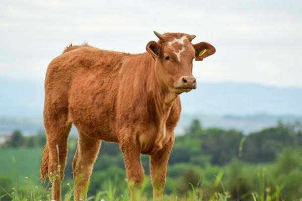 Surprising Facts About Cows - They’ve got family everywhere