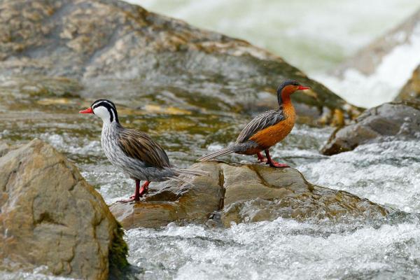 Different Types of Ducks - Torrent duck (Merganetta armata)