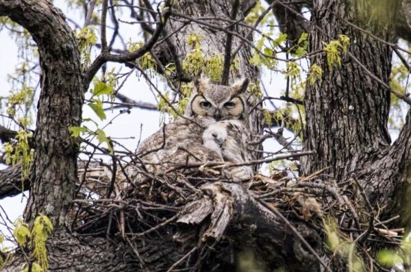 Why Trees Are Essential - Trees provide habitat for local wildlife species