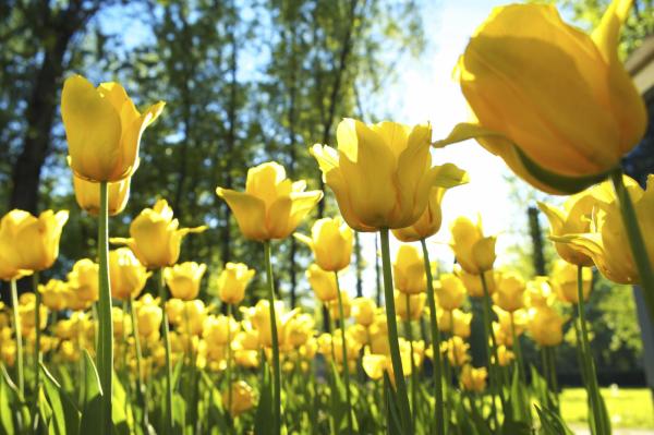 Low Maintenance Plants for Full Sun Gardens - Tulips